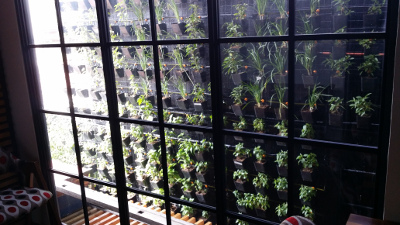 Pasig City vertical garden restaurant with full herb plants