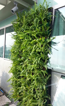 Taguig City Location Vertical Garden / Greenwall