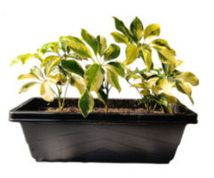 Urban Vertical Pot Project view